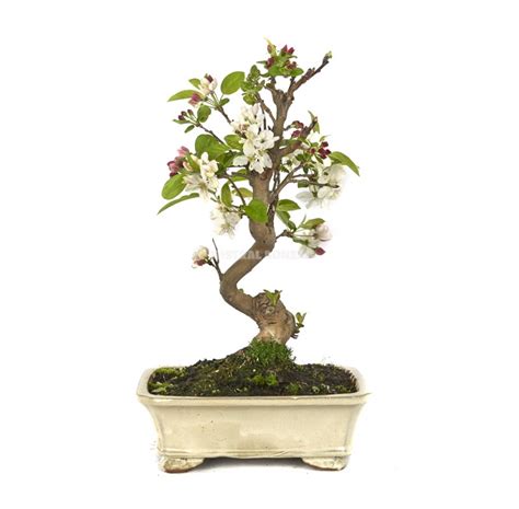 Bonsaï de pommier en pleine floraison printanière