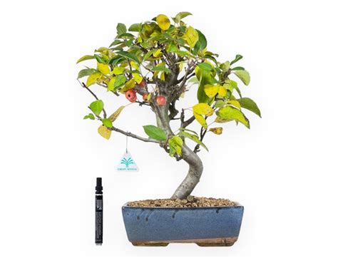 Variétés de fruits de Malus adaptées au bonsaï