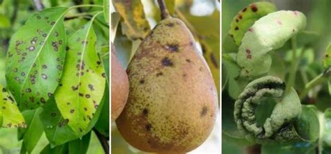 Signes de maladies et de parasites sur les feuilles de pommier