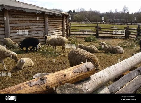 Moutons dans leur enclos produisant de la laine