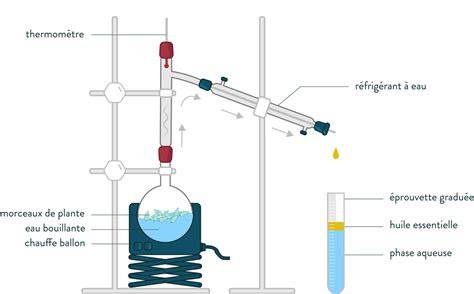 Schéma du processus d'hydrodistillation de l'huile essentielle de Gaïac