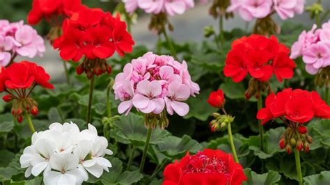 Géraniums en pleine floraison avec une légende sur leurs besoins