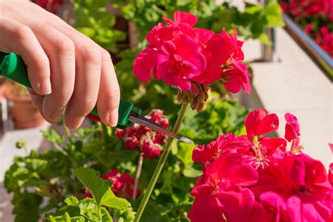 Étapes pour pincer les fleurs fanées des géraniums