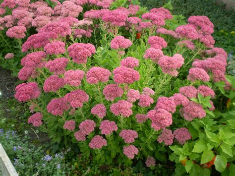 Sedum spectabile en fleurs