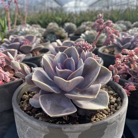 Echeveria 'Perle von Nürnberg'