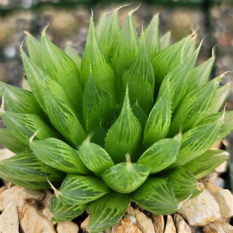 Haworthia cooperi