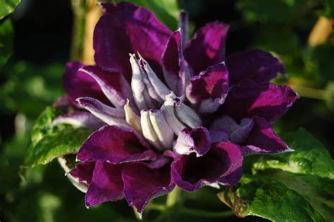 Fleur de Clematis 'Shin-shigyoku'