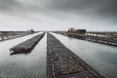 Différentes méthodes d'élevage des huîtres : sur estran, en eau profonde, en filière