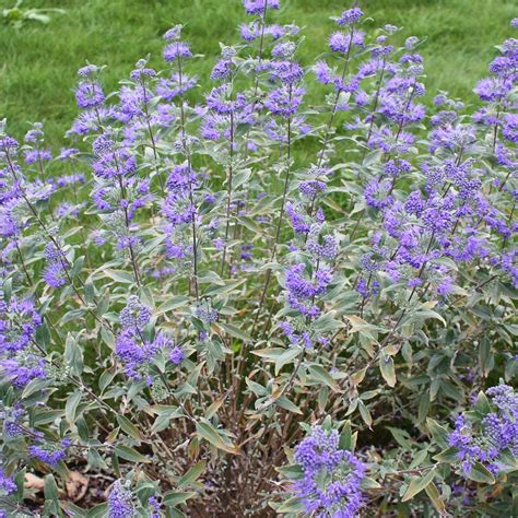 Caryopteris clandonensis en pleine floraison
