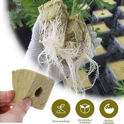 Cubes de coco perforés pour bouturage