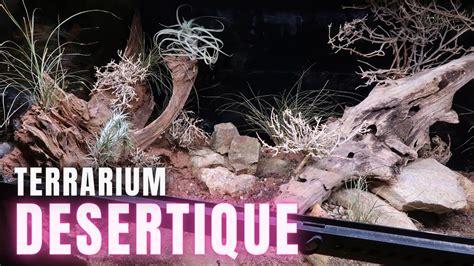 Terrarium désertique avec substrat en argile