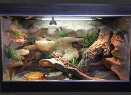 Pogona dans son terrarium avec substrat en argile