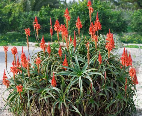 Aloe arborescens en floraison