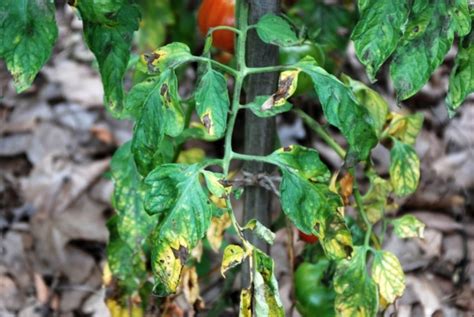 Mildiou sur feuille de tomate