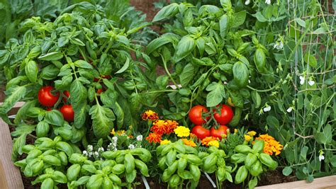 Potager diversifié et sain