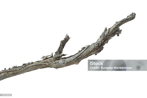 Arbre avec branches mortes et signes de pourriture