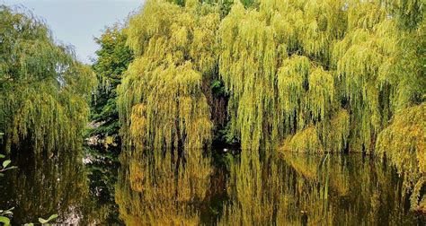 Vue d'une haie de saules pleureurs en cours de croissance le long d'un plan d'eau