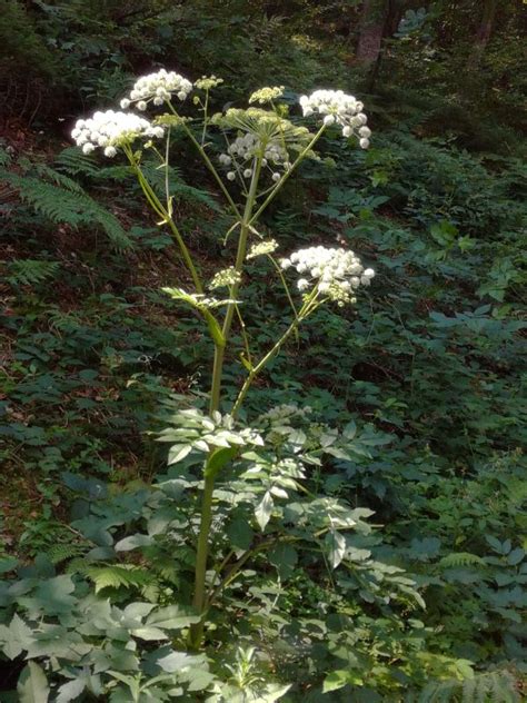 Comparaison entre l'Angélique des bois et l'Angélique officinale