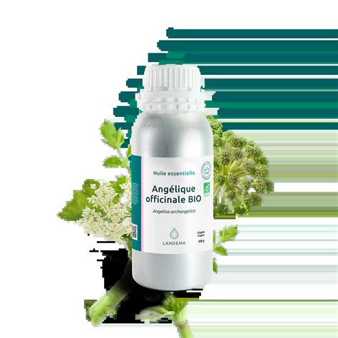 Huile essentielle d'angélique officinale