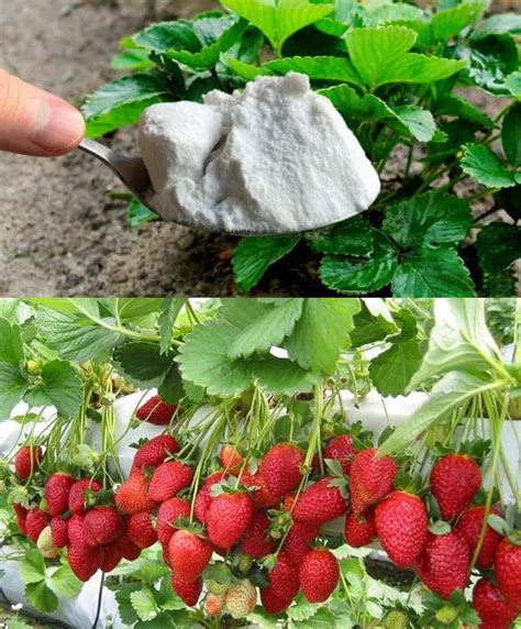 Comparaison entre fraises standard et fraises fines pour désherbage
