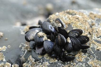 Moule sauvage sur un rocher