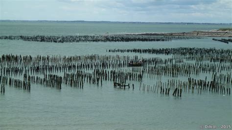 Bouchots à marée basse
