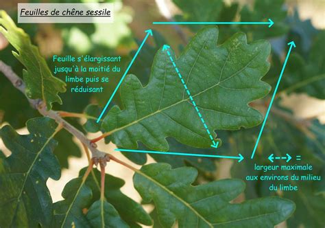 Comparaison des feuilles de chêne pédonculé et de chêne liège