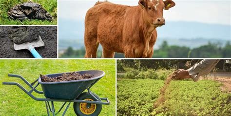 Engrais naturel à base de bouse de vache dans un jardin