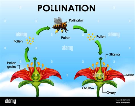 Schéma de pollinisation