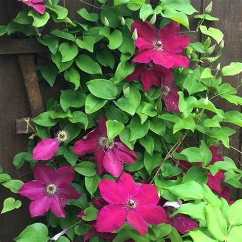 Illustration d'une clématite violette grimpante en pleine floraison sur une pergola