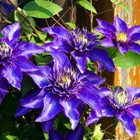 Détail des petites fleurs en forme d'étoiles de la clématite 'Étoile Violette' et son feuillage vert soutenu