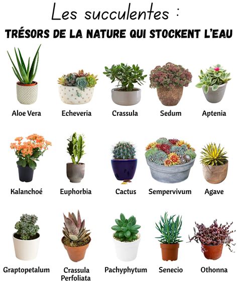 Illustration de diverses plantes grasses aux feuilles bordées de rouge