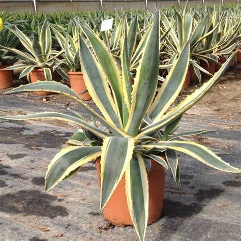 Agave americana marginata avec ses bords de feuilles marqués