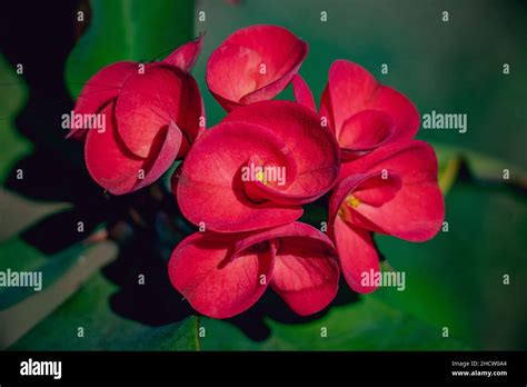 Gros plan sur les fleurs de l'Euphorbia milii