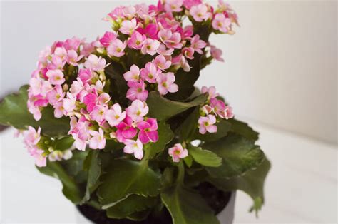 Variétés de Kalanchoés colorées