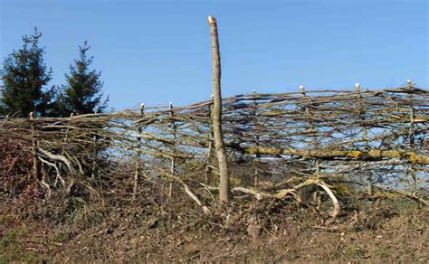 Tressage et plessage de végétaux