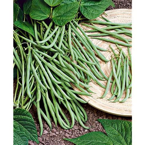 Illustration des différentes catégories de haricots verts : filet, mangetout, filet mangetout