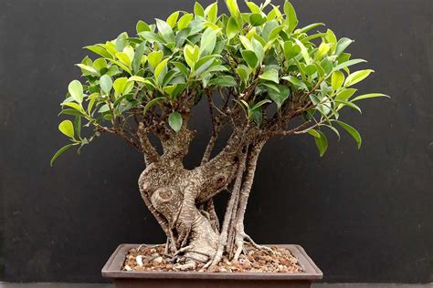 Bonsaï Ficus Retusa en pot