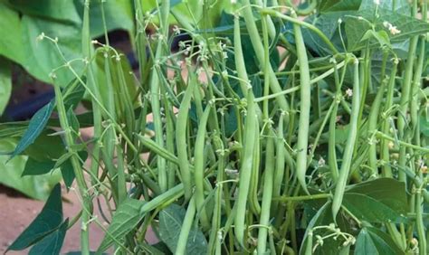 Récolte abondante de haricots verts