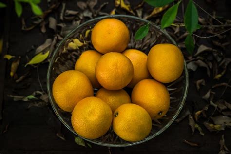 panier de groseilles fraîchement cueillies dans un verger ensoleillé
