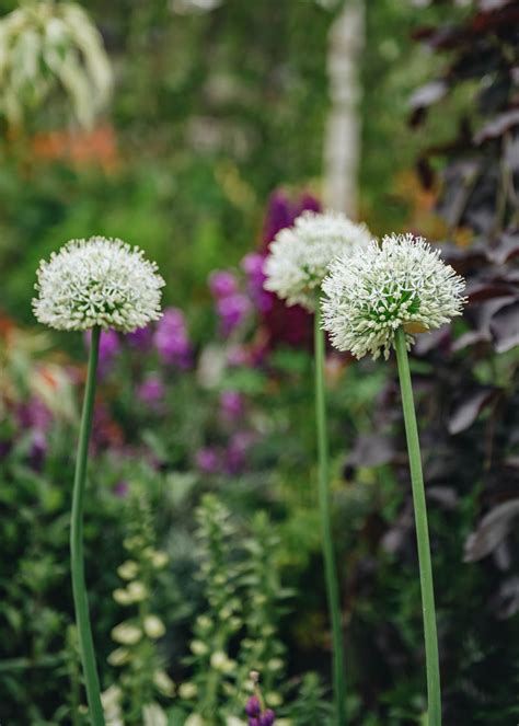 Illustration de l'Allium 'Mount Everest' en pleine floraison