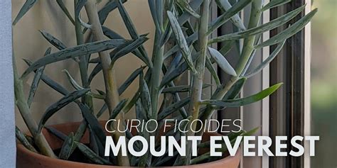 Gros plan sur les feuilles charnues du Curio 'Mount Everest'