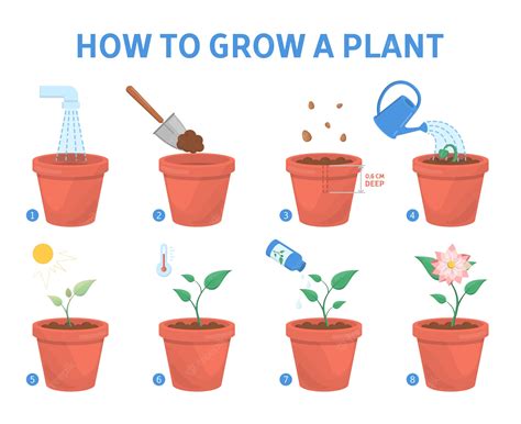 Infographie des étapes de plantation d'une fleur en pot