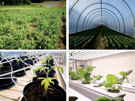 Différents systèmes agricoles : plein air, sous abri, hors-sol sous abri, hors-sol high-tech