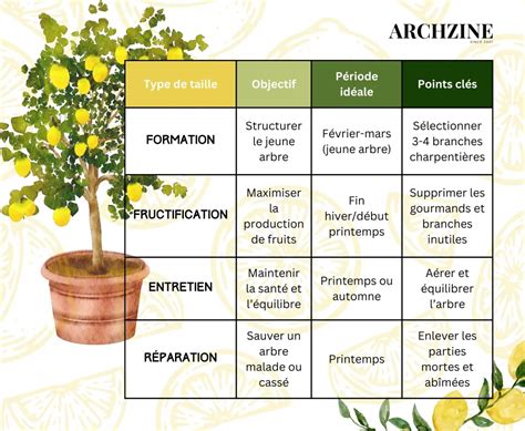 Illustration comparative : un citronnier en bonne santé vs un citronnier souffrant d'asphyxie racinaire