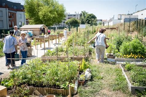 Jardins potagers partagés en pleine activité
