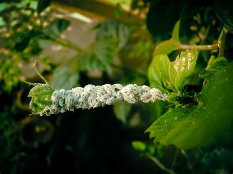 Cochenilles pulvinaires sur une tige d'hortensia