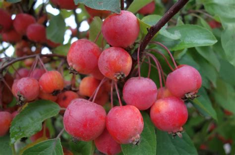 Illustration d'un terrarium avec un petit arbre fruitier en son centre