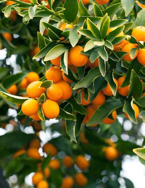 Gros plan sur la fleur d'un petit arbuste fruitier