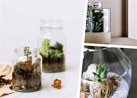 Assemblage de différentes plantes succulentes dans un bocal